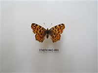 藏品(絲網蛺蝶)的圖片